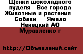 Щенки шоколадного пуделя - Все города Животные и растения » Собаки   . Ямало-Ненецкий АО,Муравленко г.